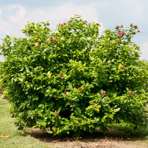 Calycanthus ×raulstonii 'Aphrodite'