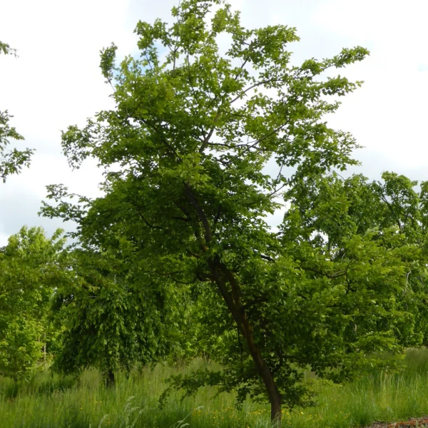 Carpinus coreana – Carpinus coreana