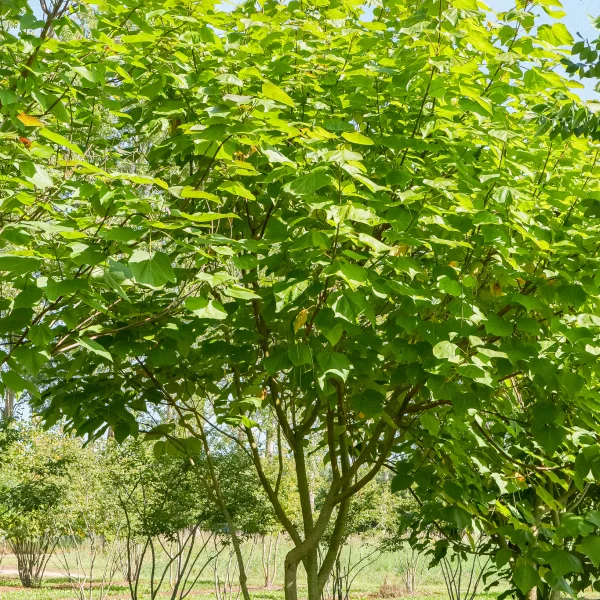 Catalpa ×erubescens 'Purpurea' – Catalpa ×erubescens 'Purpurea'