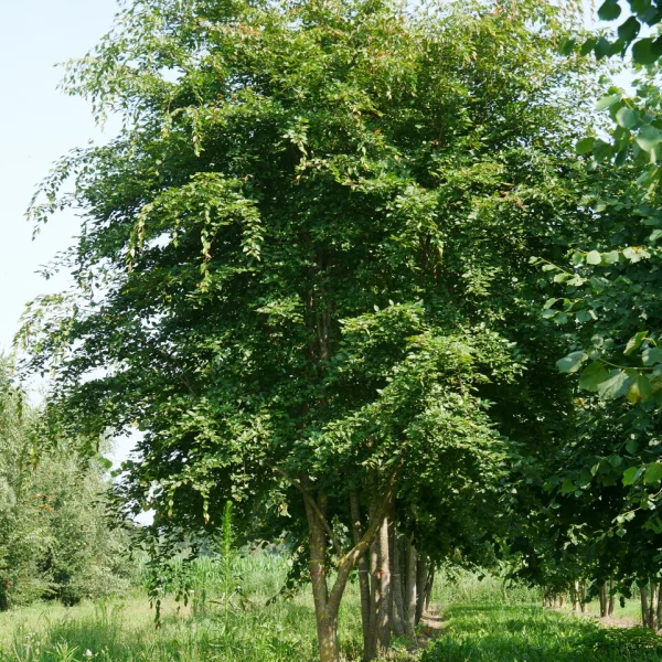 Carpinus henryana