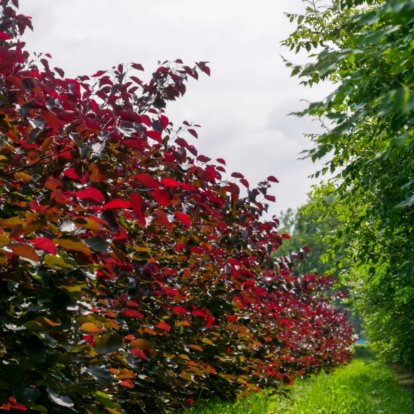 Cercis canadensis 'Merlot'