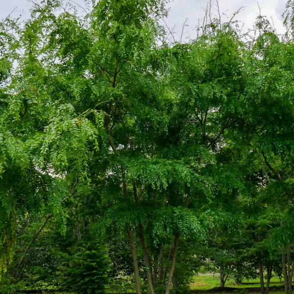 Gleditsia triacanthos 'Green Glory'