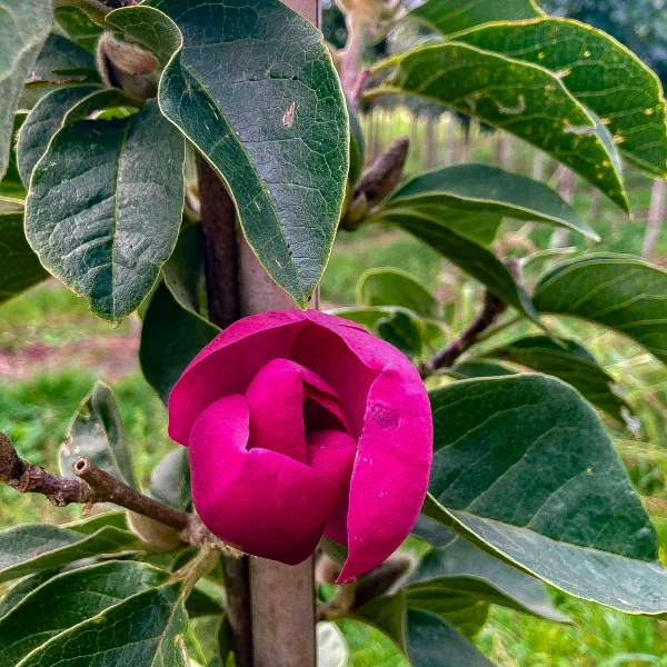 Magnolia 'Black Tulip'