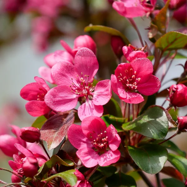 Malus 'Veitch's Scarlet'