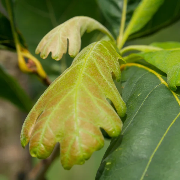 Quercus alba 'Clara'