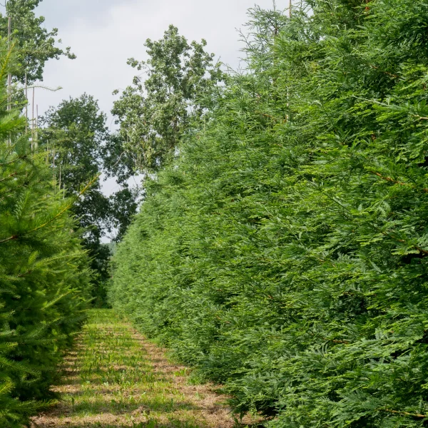 Sequoia sempervirens 'Illa Martin'