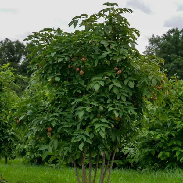 Staphylea pinnata