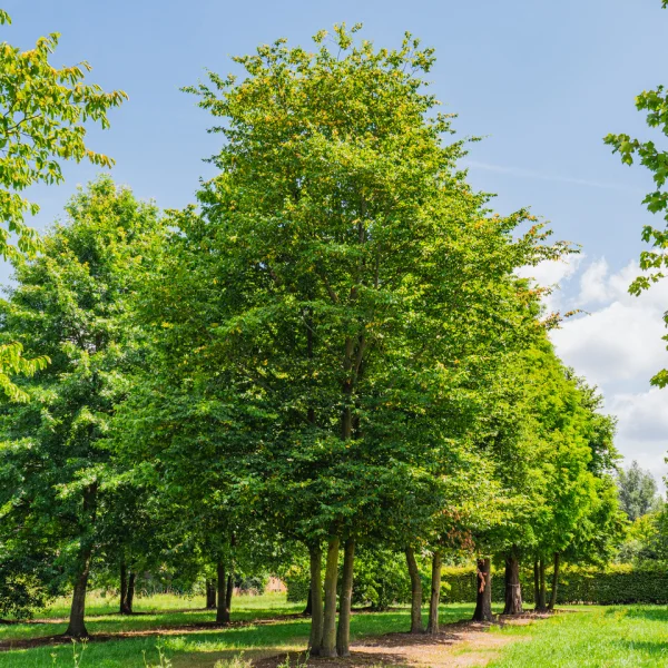 Carpinus betulus – hrab obyčajný