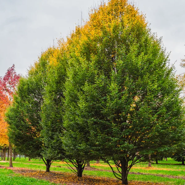 Carpinus betulus 'Fastigiata' &ndash; Hrab obyčajný 'Fastigiata'