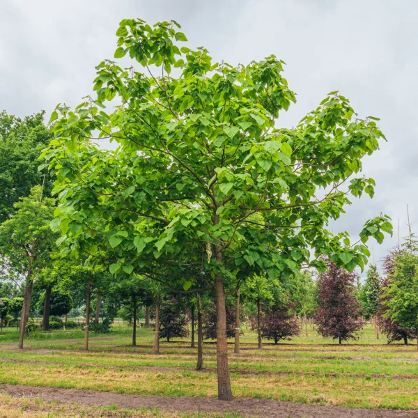 Catalpa bignonioides – Katalpa bignóniovitá