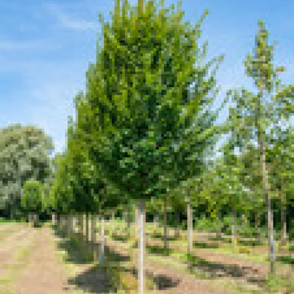 Carpinus betulus 'Lucas' &ndash; Hrab obyčajný 'Lucas'