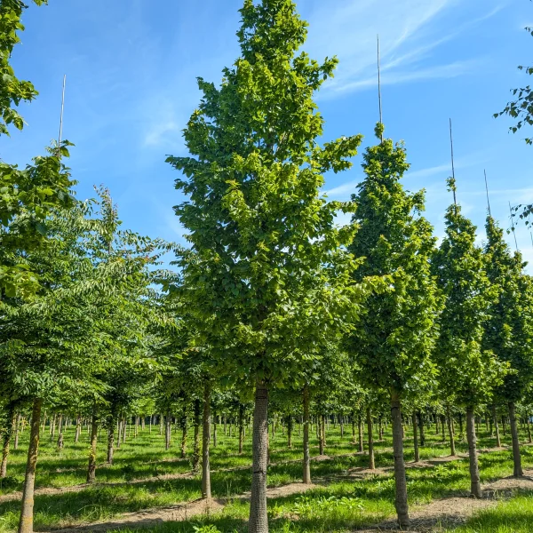 Carpinus betulus 'Nord' &ndash; Hrab obyčajný 'Nord'