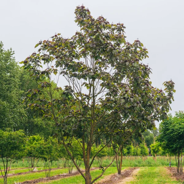 Catalpa ×erubescens 'Purpurea' &ndash; Katalpa 'Purpurea'