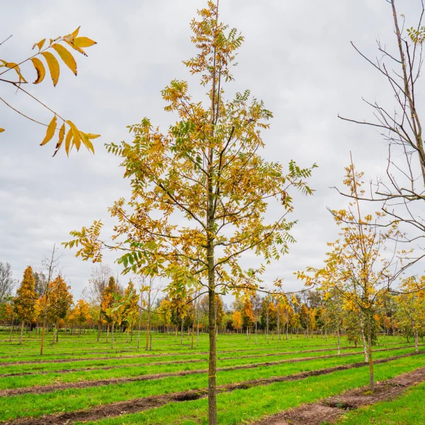 Carya illinoinensis &ndash; Hikória pekanová (pekanový orech)