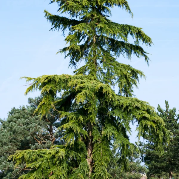 Cedrus deodara 'Aurea' &ndash; Céder himalájsky 'Aurea'