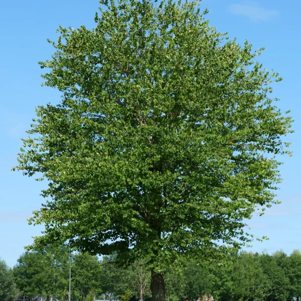 Cercidiphyllum japonicum &ndash; Cercidovník japonský