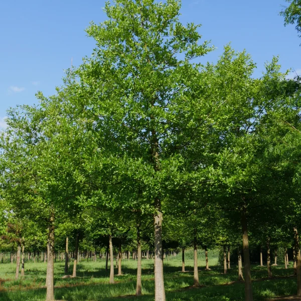 Celtis julianae &ndash; Brestovec Juliin