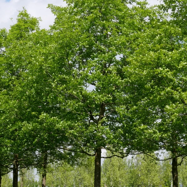 Celtis julianae – Brestovec Juliin