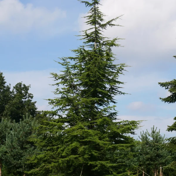 Cedrus libani subsp. atlantica &ndash; Céder libanonský, poddruh atlaský