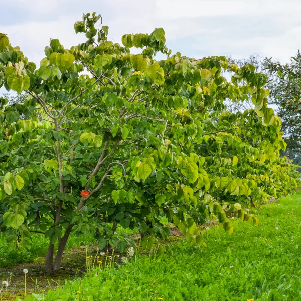 Cercis gigantea &ndash; Judášovec obrovský