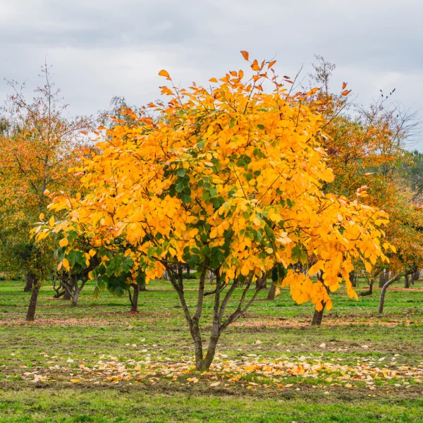 Cladrastis kentukea – Krehovetvec žltý