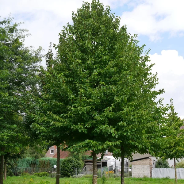 Corylus colurna &ndash; Lieska turecká