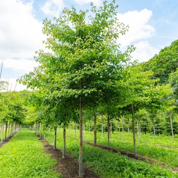 Cornus controversa – Drieň pestrolistý