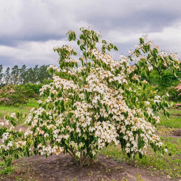 Cornus kousa var. chinensis &ndash; Drieň čínsky