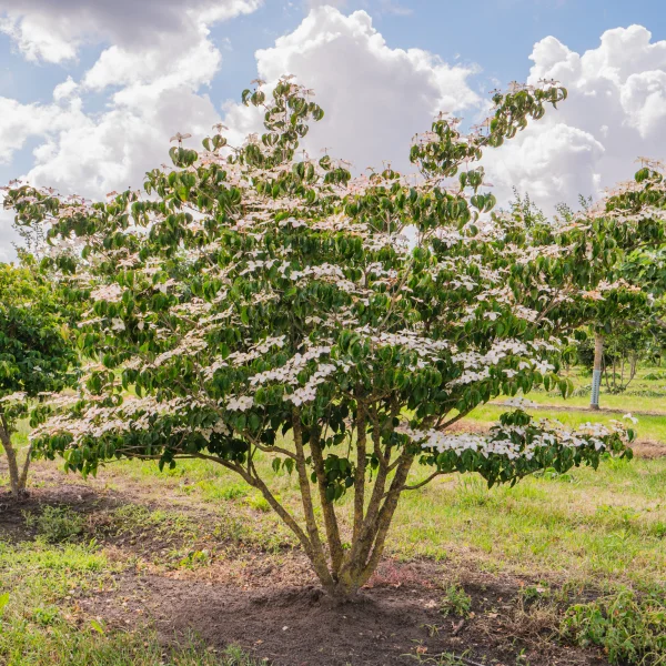 Cornus kousa &ndash; Drieň japonský