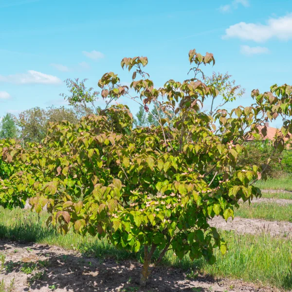 Cornus kousa 'Satomi' &ndash; Drieň kousa 'Satomi'