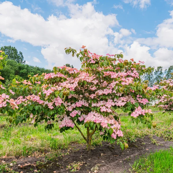 Cornus kousa 'Satomi' &ndash; Drieň kousa 'Satomi'