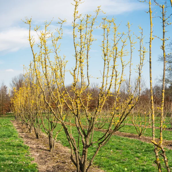 Cornus mas &ndash; drieň obyčajný