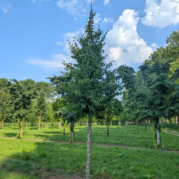Cornus officinalis &ndash; Drieň lekársky