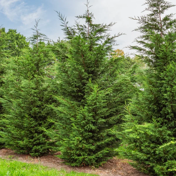 × Cupressocyparis leylandii &ndash; Leyland cypress