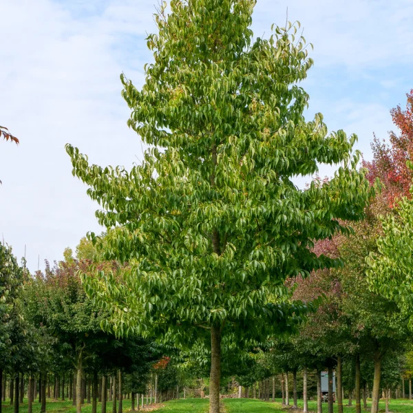 Eucommia ulmoides &ndash; kaučukovník čínsky