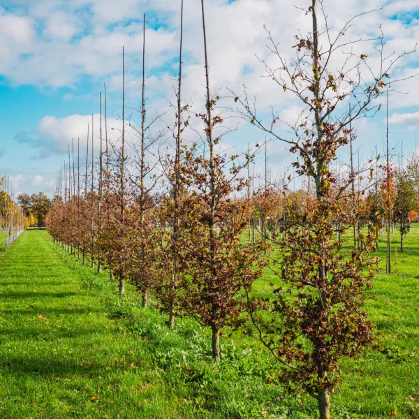Fagus sylvatica 'Brathay Purple' – Buk lesný 'Brathay Purple'