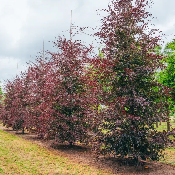 Fagus sylvatica 'Purpurea Tricolor' – Buk lesný 'Purpurea Tricolor'