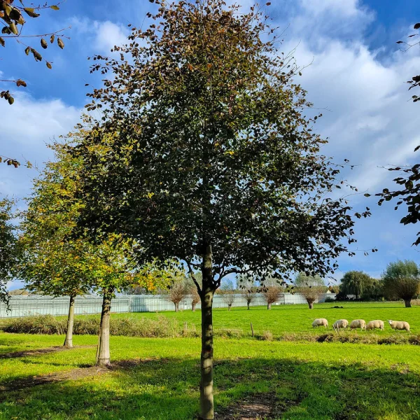 Fagus sylvatica 'Riversii' &ndash; buk lesný 'Riversii'