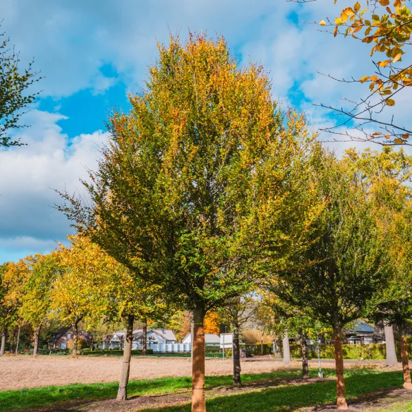 Fagus sylvatica 'Rotundifolia' – Buk lesný 'Rotundifolia'