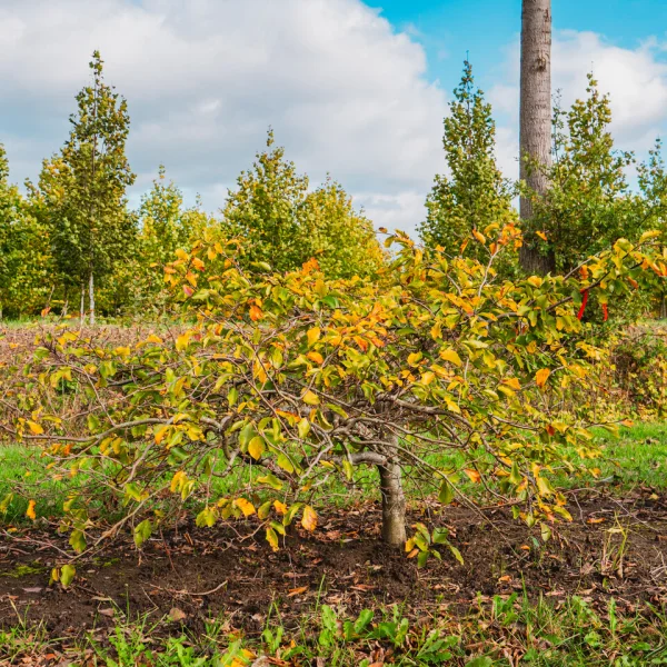 Fagus sylvatica 'Verzy' – buk lesný 'Verzy'