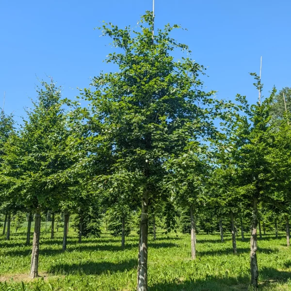Fagus sylvatica &ndash; buk lesný