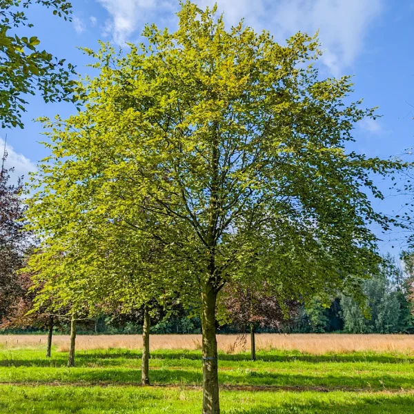 Fagus sylvatica &ndash; buk lesný