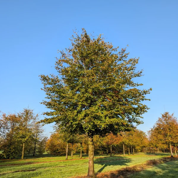 Fagus sylvatica – buk lesný