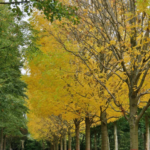 Fraxinus americana 'Skyline' &ndash; jaseň americký