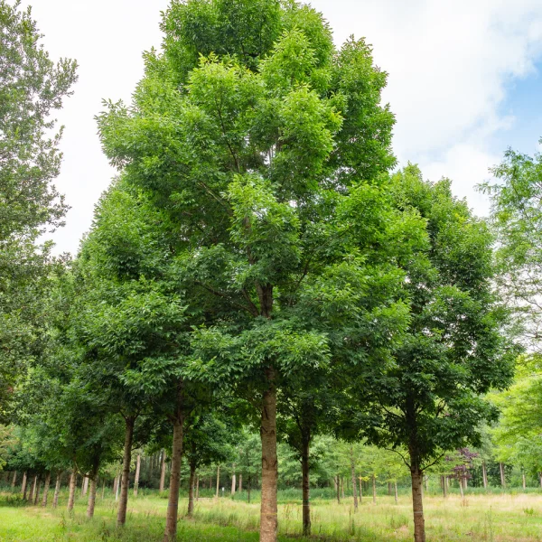 Fraxinus pennsylvanica CIMMARON ('Cimmzam') &ndash; Jaseň pensylvánsky