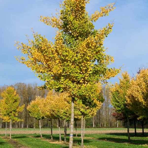 Ginkgo biloba 'Autumn Gold' &ndash; Ginko dvojlaločné 'Autumn Gold'