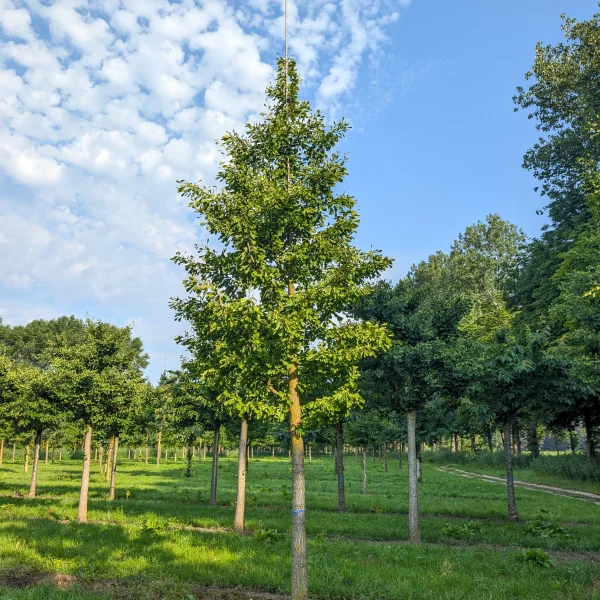 Ginkgo biloba 'Saratoga' &ndash; Ginko dvojlaločné 'Saratoga'