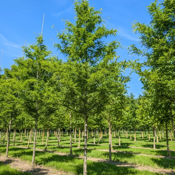 Gleditsia triacanthos 'Imperial' &ndash; Gledíčia trojtŕňová
