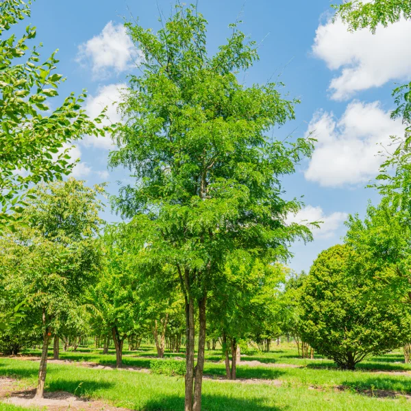 Gleditsia triacanthos f. inermis – Gledícia trojtrňová