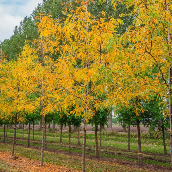Gleditsia triacanthos 'Sunburst' – Gledíčia trojtŕňová 'Sunburst'